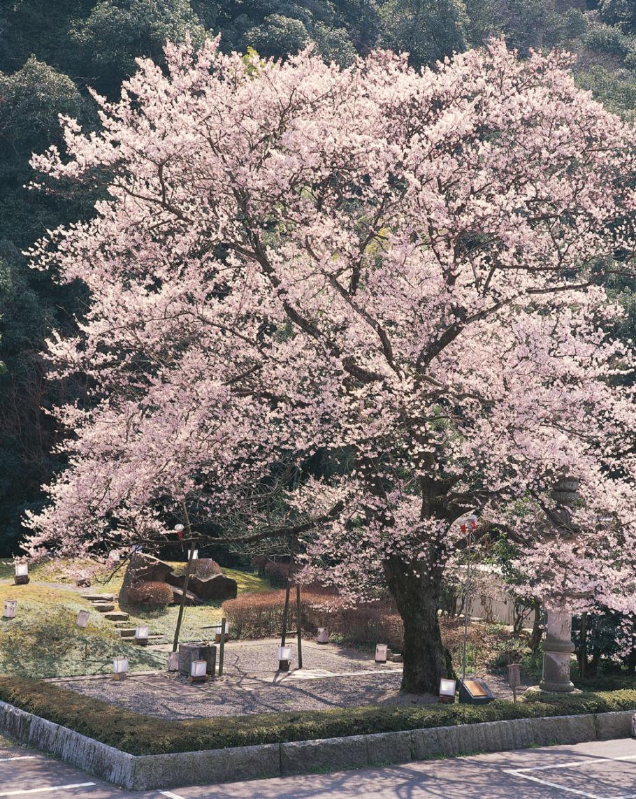 鵜飼桜