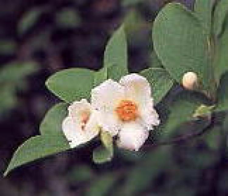 沙羅双樹の花<br>開花時期は6月初め~7月初めです。