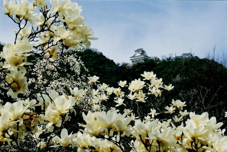 岐阜城の春/村瀬 光永