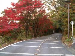 金華山ドライブウェイの紅葉 ぎふの四季 秋 岐阜観光コンベンション協会 金華山ドライブウェイの紅葉 ぎふの四季 秋 岐阜観光コンベンション協会
