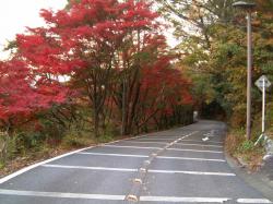 金華山ドライブウェイの紅葉 ぎふの四季 秋 岐阜観光コンベンション協会