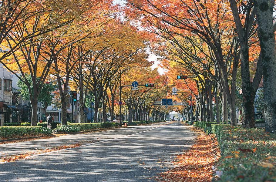 本郷町けやき通り