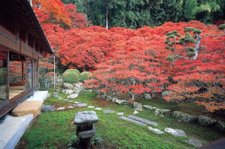 大龍寺のドウダンツツジ