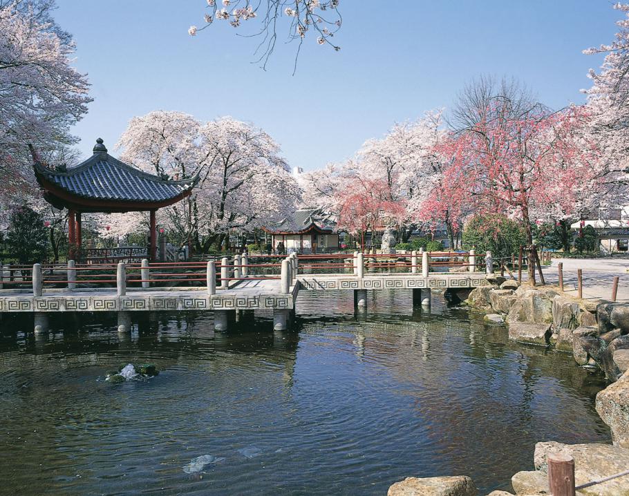 岐阜公園・日中友好庭園の桜
