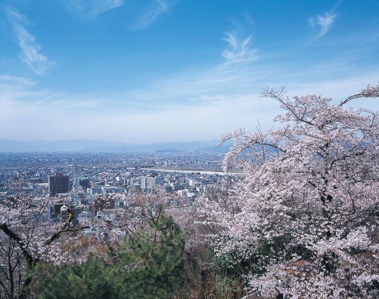 水道山の桜