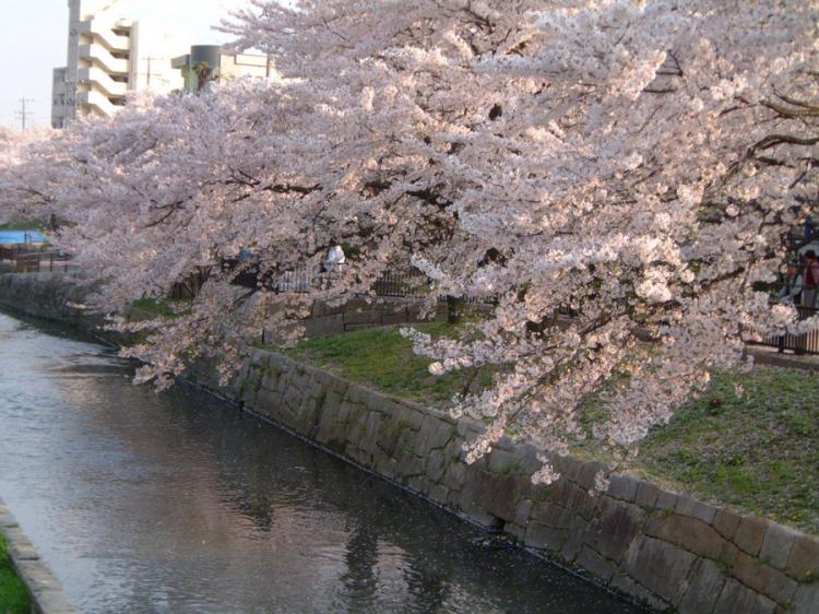 清水川の桜