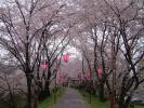 雄総堤の桜