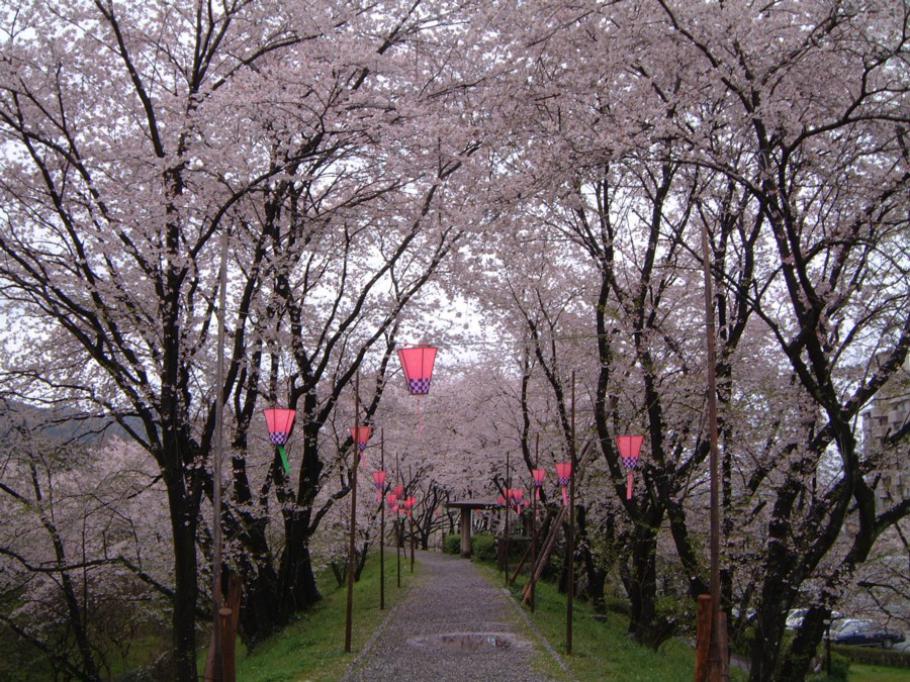 堀田緑地の桜