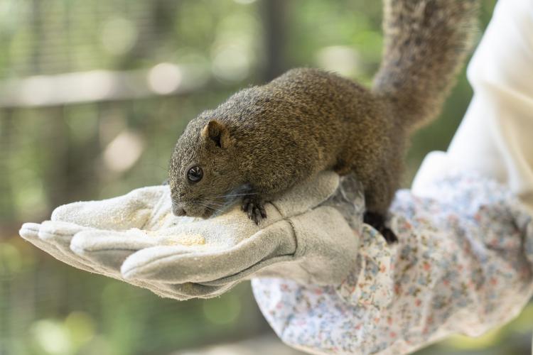 ③ ぎふ金華山リス村 『入村券(エサ付き)』