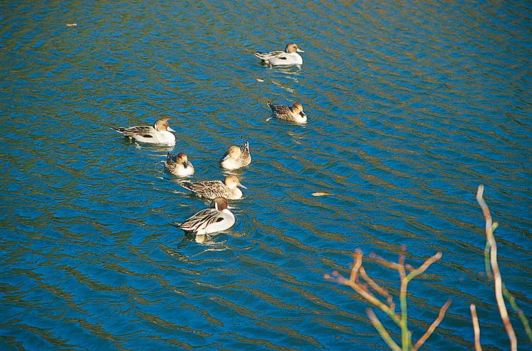 水面を泳ぐカモ