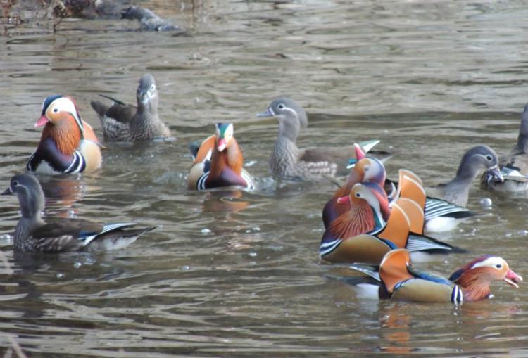 水面を泳ぐオシドリ