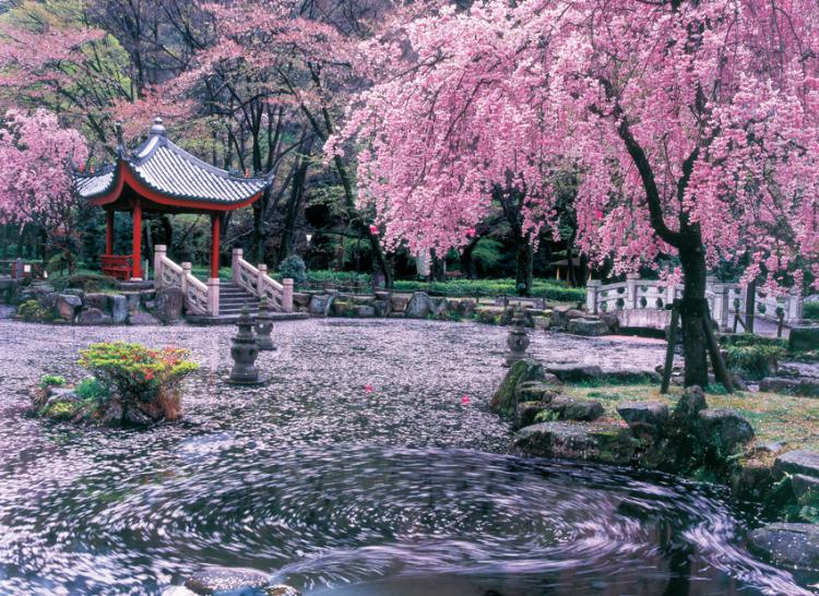友好桜園/神山 守弘