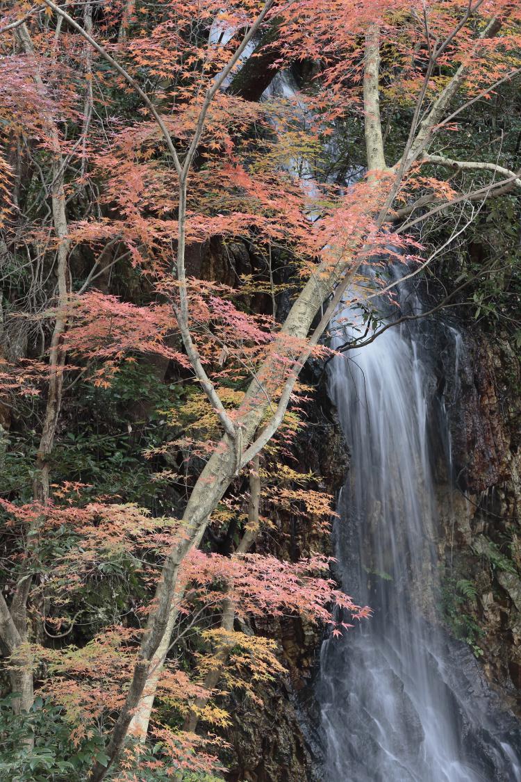 御手洗の滝/山口義文