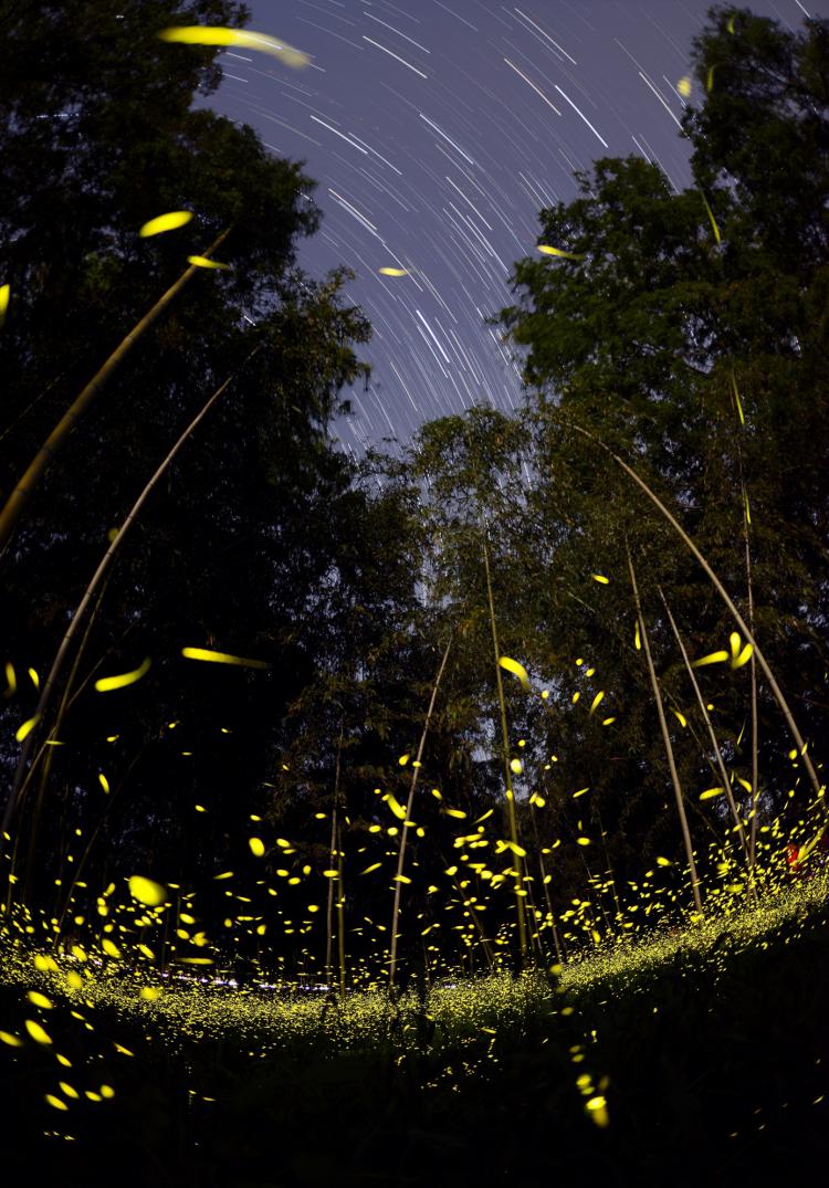 ヒメボタルとオリヒメ星/田中 直哉