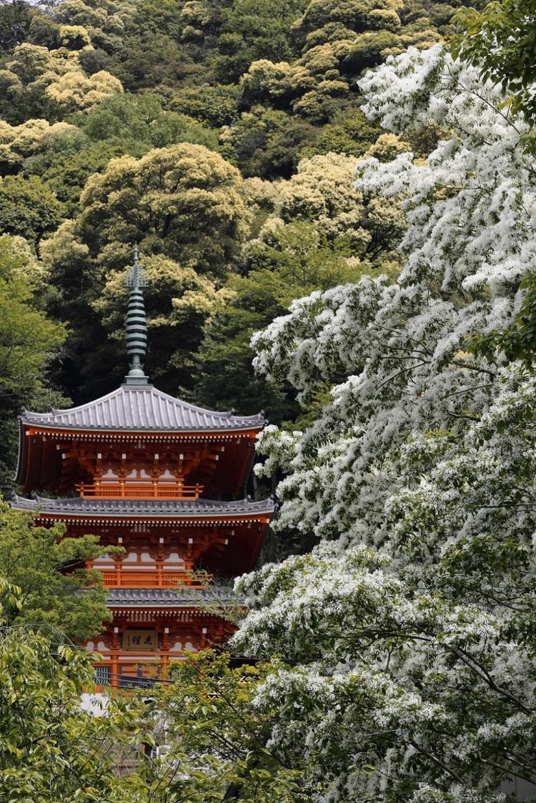 皐月の塔/山口 義文