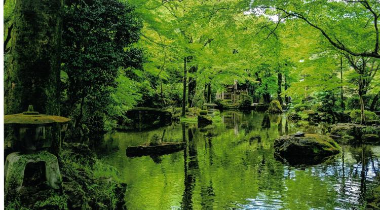 新緑萌える岐阜公園/鈴木 友昭