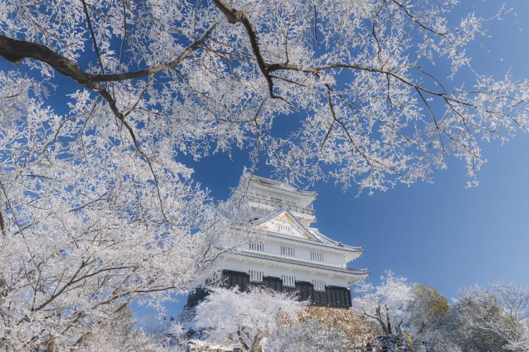白銀の金華/鈴木 昭宏