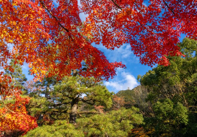 金華山秋色/小沢 成樹
