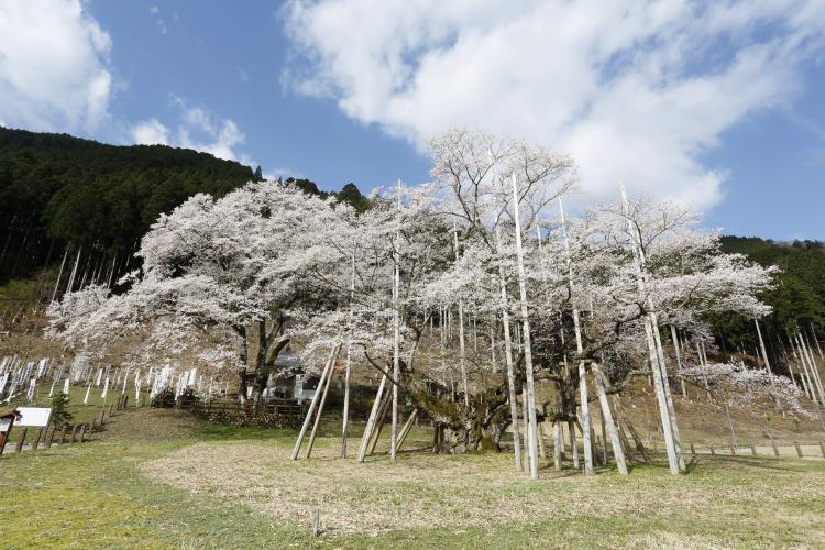 淡墨桜(本巣市)