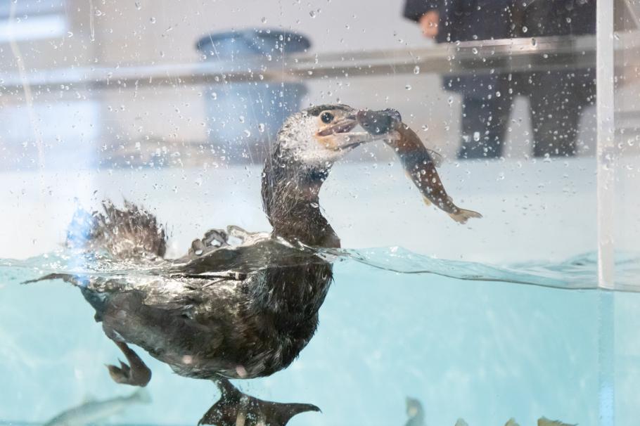 本日の「ぎふ長良川の鵜飼」中止と「鵜飼の実演」開催のお知らせ