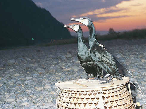 U (Cormorant Birds)