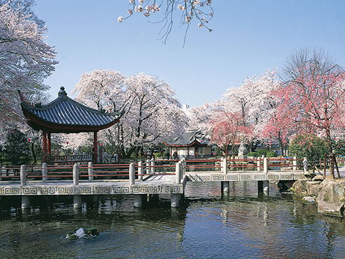 ดอกซากุระบานในสวนมิตรภาพญี่ปุ่น-จีน