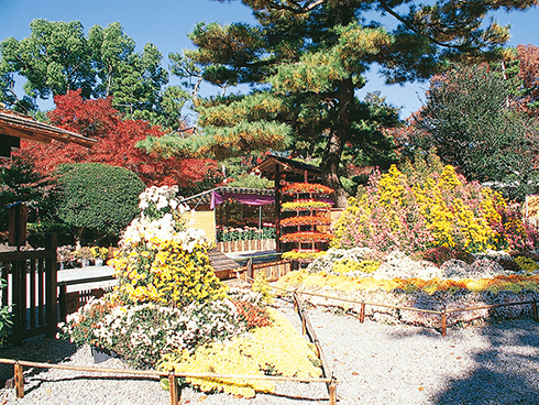 菊花人像造型・菊花展