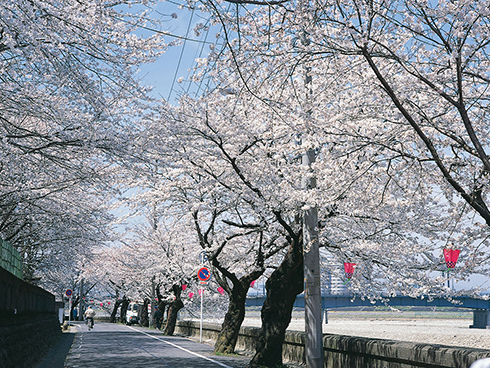 Cherry blossoms on the banks of Nagara River