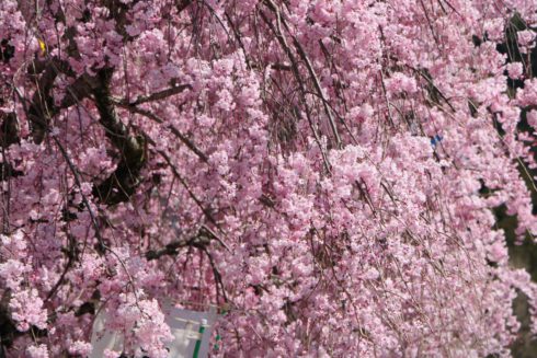 weeping cherry in　inaba