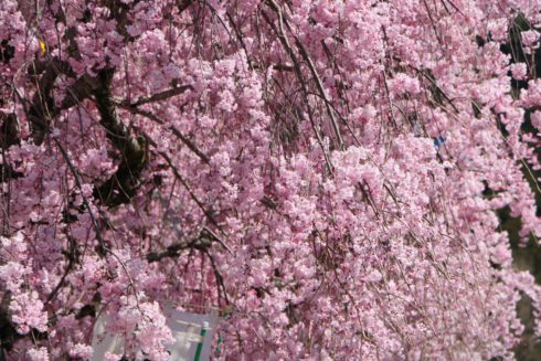 weeping cherry in inaba